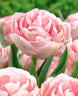 Тюльпан Анжелика